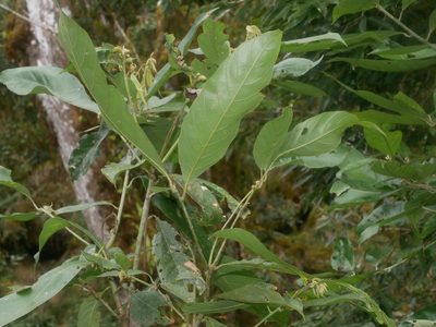 Lithocarpus lepidocarpus, photographed by Jacy Chen