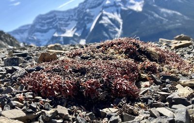 Eriogonum androsaceum, photographed by Caleb Catto