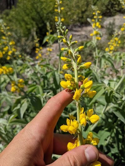 Thermopsis robusta, photographed by Trevor Van Loon