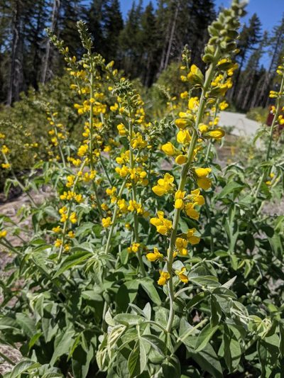 Thermopsis robusta, photographed by Trevor Van Loon