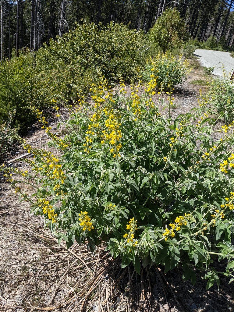 Thermopsis robusta, photographed by Trevor Van Loon