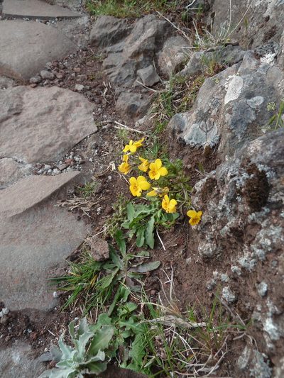 Viola paradoxa, photographed by aroche