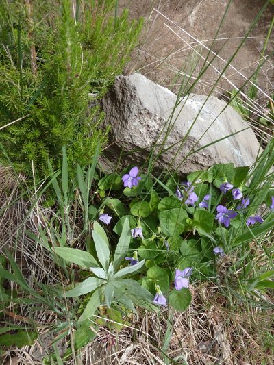 Viola sequeirae, photographed by aroche