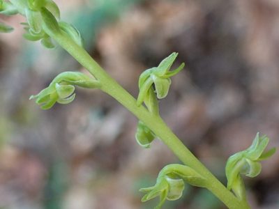 Platanthera unalascensis, photographed by Trevor Van Loon