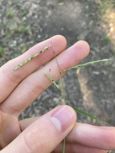 Eriochloa pseudoacrotricha, photographed by Thomas Mesaglio