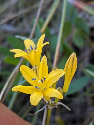 Triteleia crocea, photographed by Trevor Van Loon
