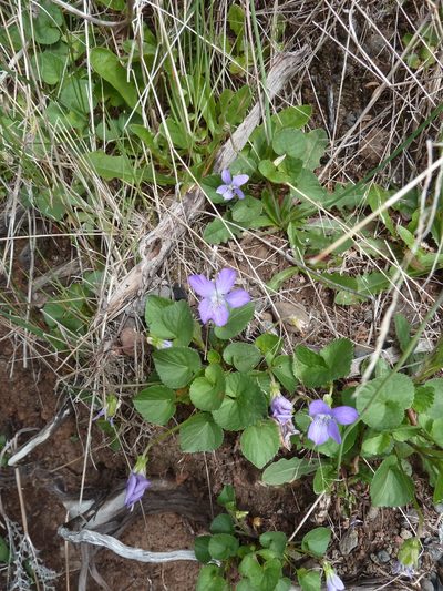 Viola sequeirae, photographed by aroche