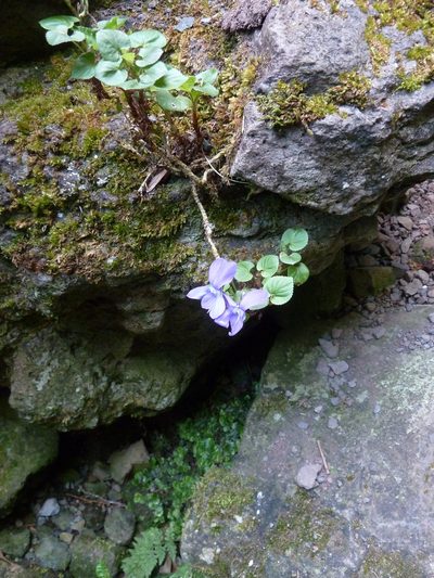 Viola sequeirae, photographed by aroche