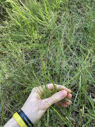 Panicum simile, photographed by Thomas Mesaglio