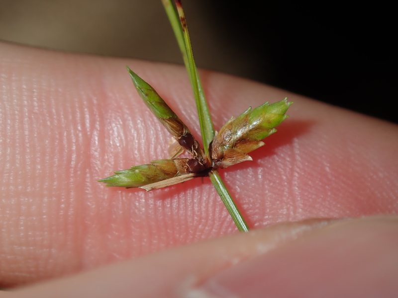Cyperus gracilis, photographed by Thomas Mesaglio