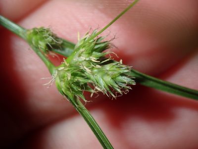 Carex inversa, photographed by Thomas Mesaglio