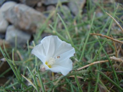 Convolvulus virgatus, photographed by Jean-Paul Boerekamps
