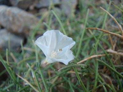 Convolvulus virgatus, photographed by Jean-Paul Boerekamps