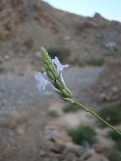 Lavandula subnuda, photographed by Jean-Paul Boerekamps