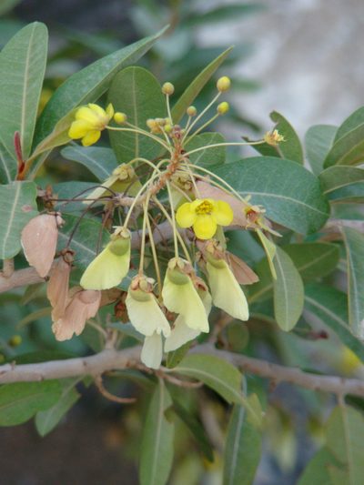 Acridocarpus orientalis, photographed by Jean-Paul Boerekamps