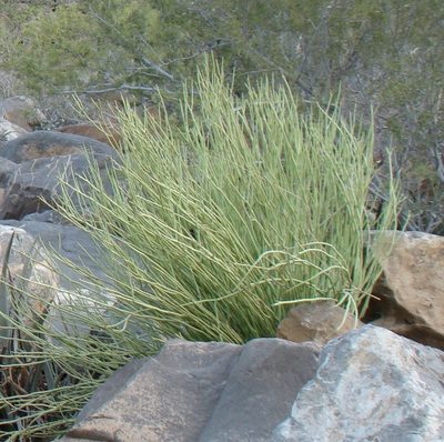 Euphorbia larica, photographed by Jean-Paul Boerekamps
