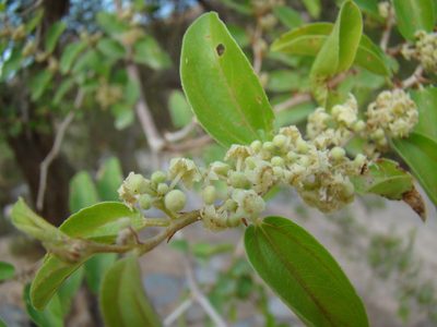 Ziziphus spina-christi, photographed by Jean-Paul Boerekamps