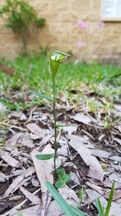 Pterostylis obtusa, photographed by Roman Soroka