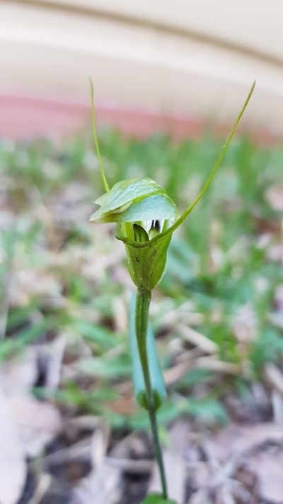 Pterostylis obtusa, photographed by Roman Soroka