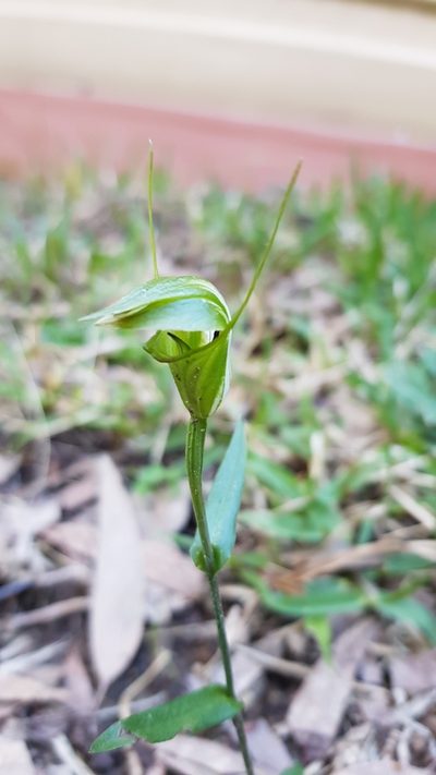 Pterostylis obtusa, photographed by Roman Soroka