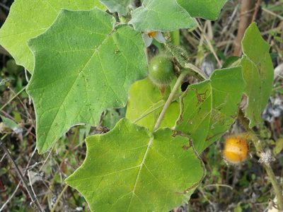 Solanum hirtum, photographed by AJ Wacaser