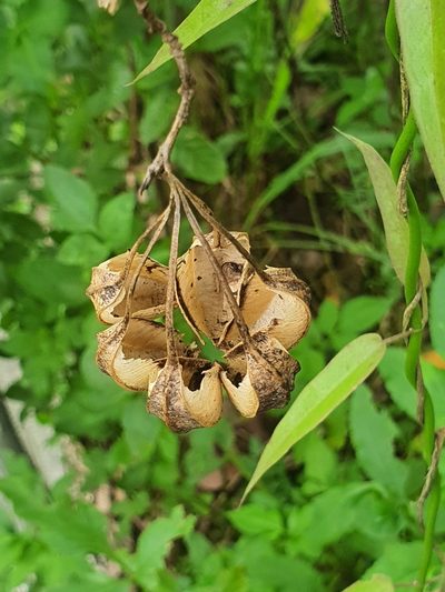 Aristolochia acuminata, photographed by Cheongweei Gan