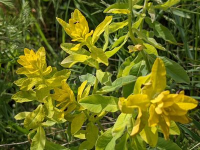 Euphorbia epithymoides, photographed by Zoltán Stekkelpak