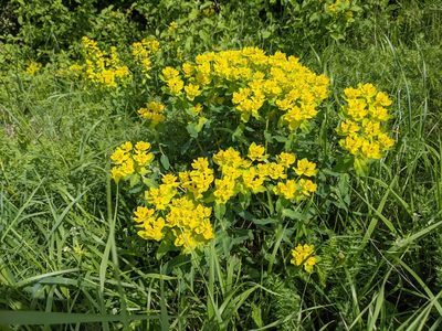 Euphorbia epithymoides, photographed by Zoltán Stekkelpak