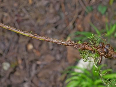 Cyrtomium taiwanianum, photographed by Jacy Chen