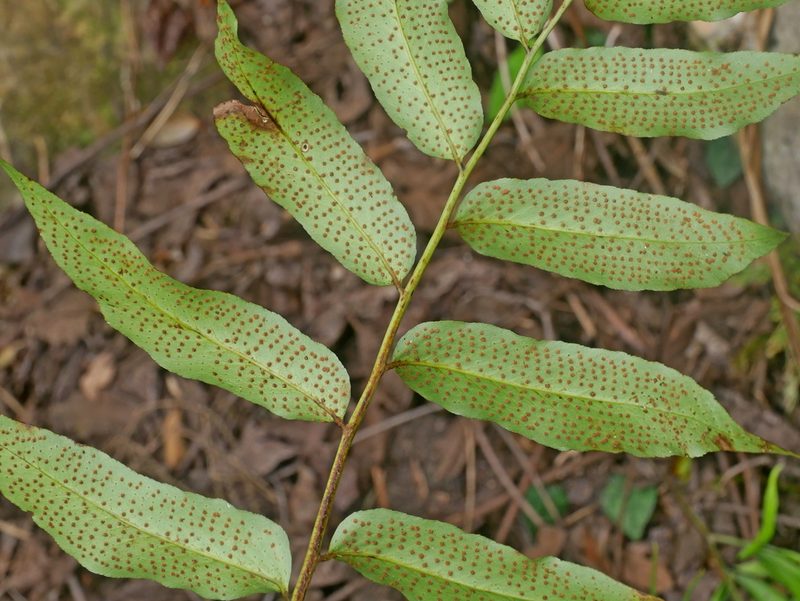 Cyrtomium taiwanianum, photographed by Jacy Chen