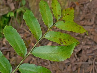 Cyrtomium taiwanianum, photographed by Jacy Chen