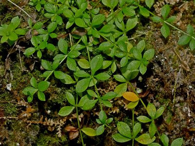 Trichogalium formosense, photographed by Jacy Chen