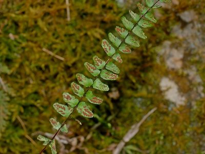 Asplenium tripteropus, photographed by Jacy Chen