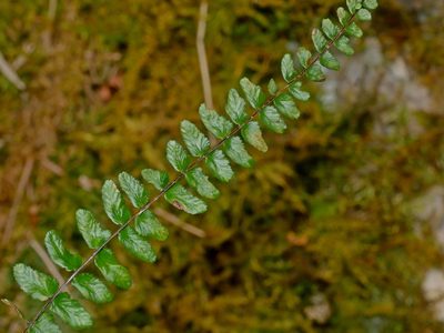 Asplenium tripteropus, photographed by Jacy Chen