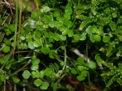 Pilea peploides, photographed by Jacy Chen