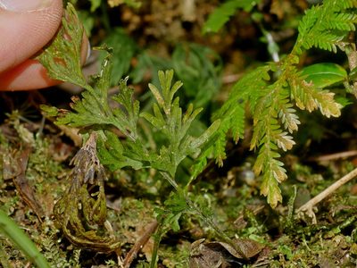 Crepidomanes latealatum, photographed by Jacy Chen