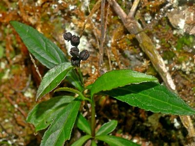 Veronicastrum formosanum, photographed by Jacy Chen