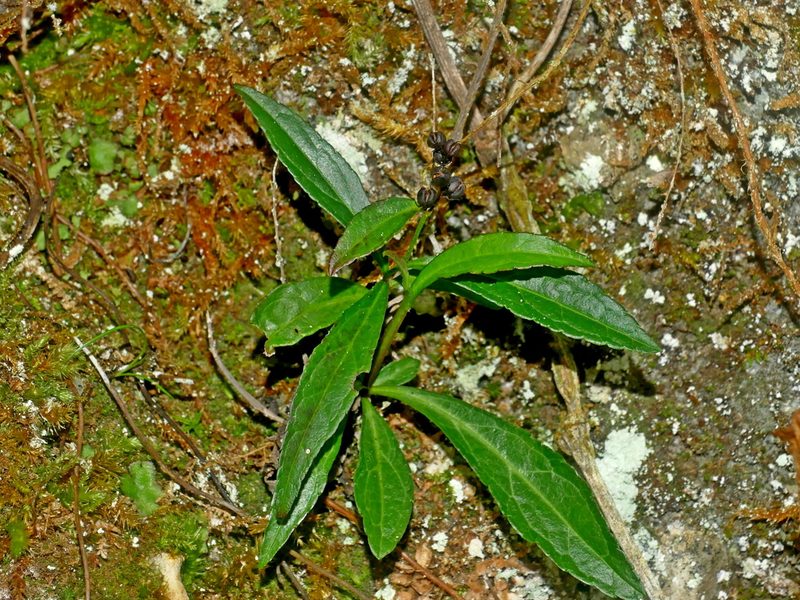 Veronicastrum formosanum, photographed by Jacy Chen