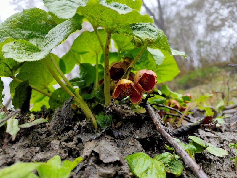 Caltha dysosmoides, photographed by zhangshen
