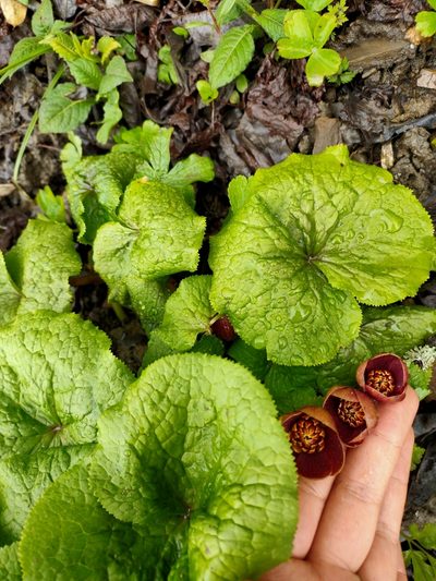 Caltha dysosmoides, photographed by zhangshen