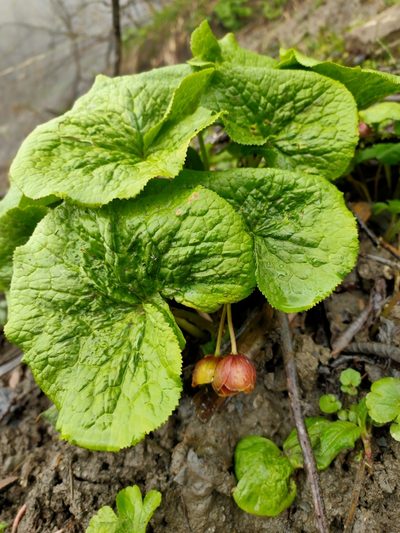Caltha dysosmoides, photographed by zhangshen