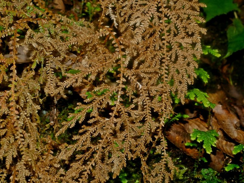 Selaginella labordei, photographed by Jacy Chen