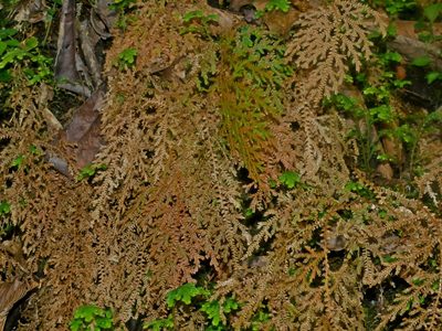 Selaginella labordei, photographed by Jacy Chen