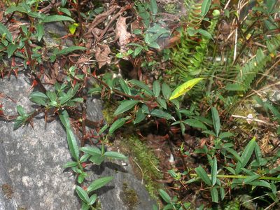 Zanthoxylum acanthopodium, photographed by Jacy Chen