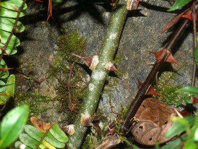 Zanthoxylum acanthopodium, photographed by Jacy Chen