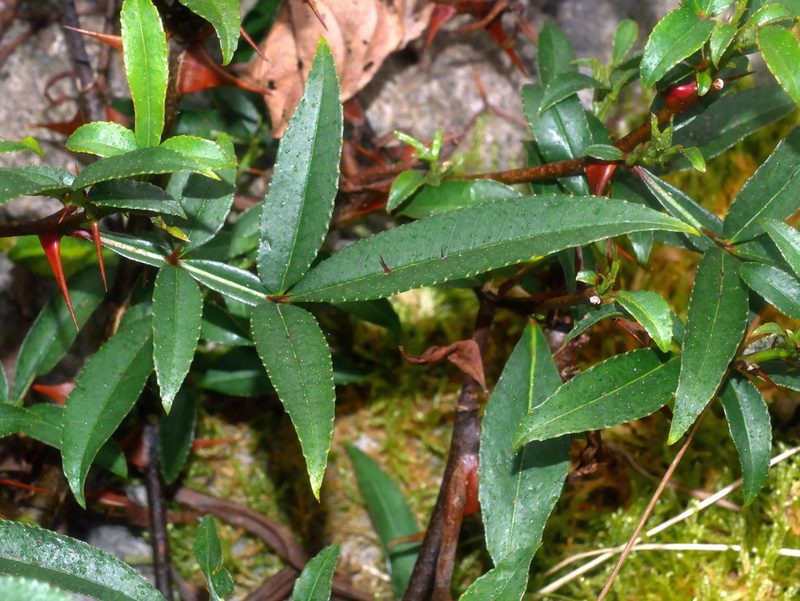 Zanthoxylum acanthopodium, photographed by Jacy Chen