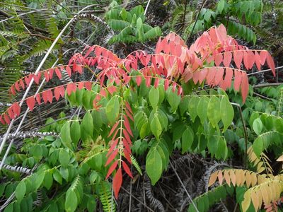 Santaloides microphylla, photographed by Toby Y