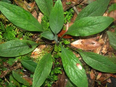 Cynoglossum zeylanicum, photographed by Jacy Chen