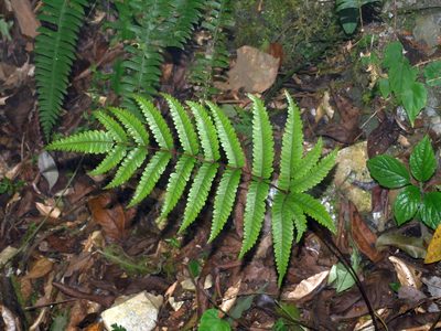 Pteris setulosocostulata, photographed by Jacy Chen