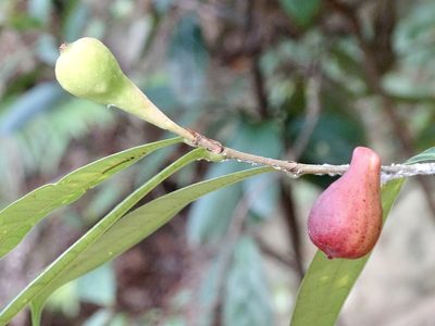 Ficus pyriformis, photographed by Toby Y